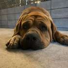 (求人募集)堺市で建設のお仕事をお探しの方はGood-Will株式会社